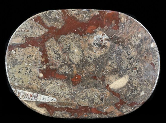 -/ Fossil Orthoceras & Goniatite Plate - Stoneware #38034